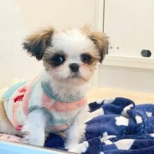 ミニミニサイズ💕　シーズーの女のコ　2025.12.14撮影