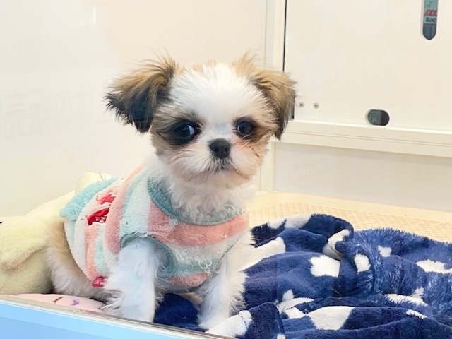 ミニミニサイズ💕　シーズーの女のコ　2025.12.14撮影