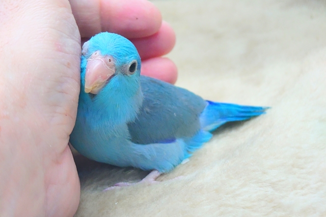 最新画像になります☆吸いよせられてーーブルーの小さい人気者💙🎶　マメルリハ（ブルー）