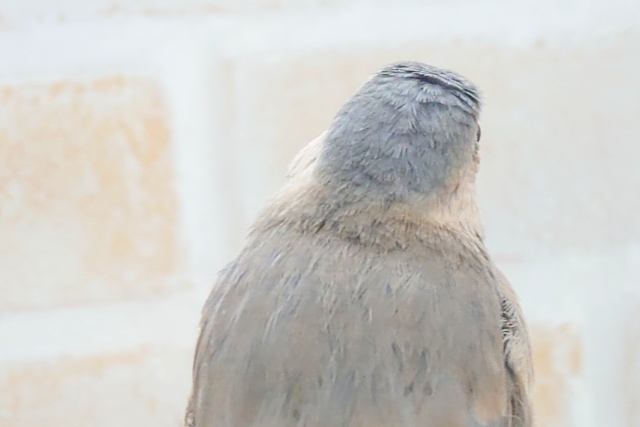 最新画像になります☆参加して♪文鳥ものがたりぃ〜♫♫♫ 桜文鳥