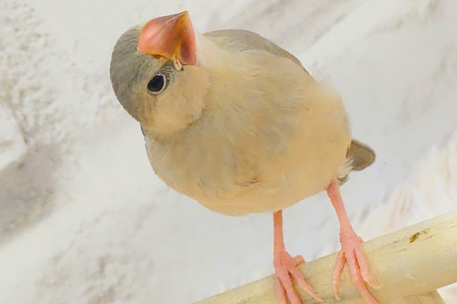 【最新画像更新🪄】可愛いと愛おしいが交互にやってくる♥アゲイト文鳥 ヒナ