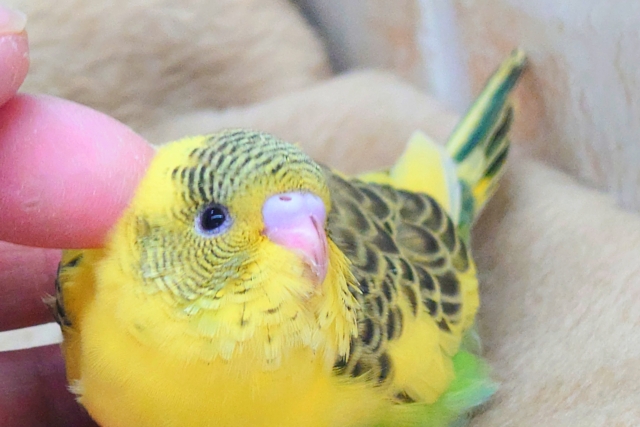 最新画像になります☆カッコいい模様です😏✨　セキセイインコ（黄ハルクイン）