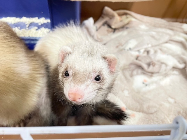 フェレット界のお姫様⁉💗💗💗　マーシャルフェレット（スターリングバターミット）