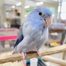 深めのブルーが魅力的✨✨✨　マメルリハ（コバルト）男の子