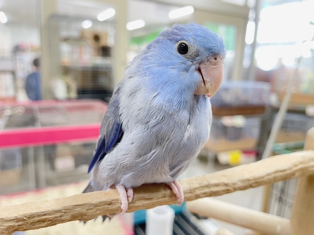 深めのブルーが魅力的✨✨✨　マメルリハ（コバルト）男の子