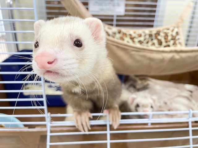 元気ボーイ参上🔥🔥🔥　マーシャルフェレット（シナモン）