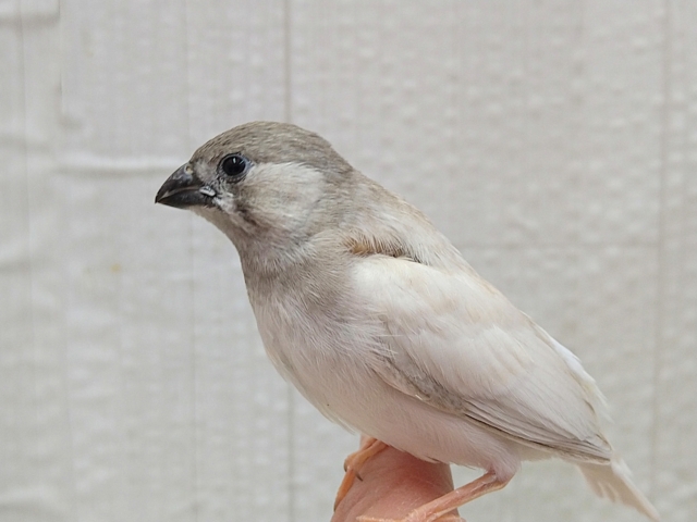 最新画像あります！レアです！色変わりキンカ鳥ヒナさん来ました〜