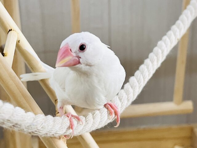 べたなれ目指してお世話中～✨白文鳥❤️