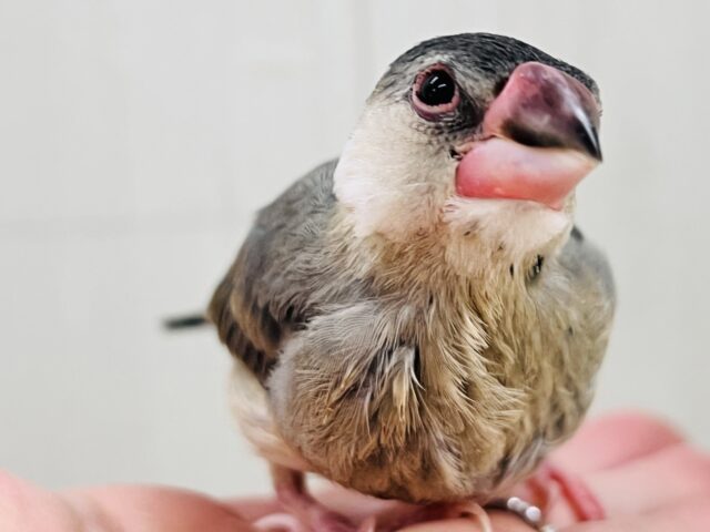 駆け足で人慣れ中‼︎桜文鳥つぶつぶ黒豆カラー🖤❤️