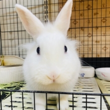 最新画像有ります❗️頭の『ちょび』がチャームポイント☝🏻✨優しいお色のミニウサギさん‼️