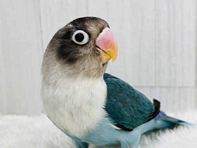 愛が重い〜の🏹ボタンインコ(ブルー)❤️