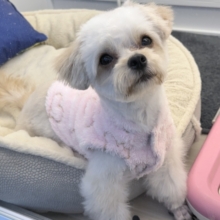 激カワガール❣️愛情表現豊かなおてんば娘💫うっとり顔が可愛いすぎる💗ハーフ犬(チワワ×トイプードル)の女のコきました〜❣️