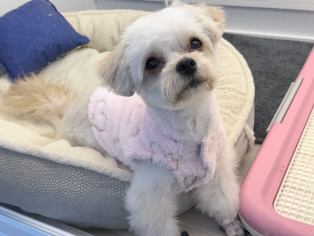 激カワガール❣️愛情表現豊かなおてんば娘💫うっとり顔が可愛いすぎる💗ハーフ犬(チワワ×トイプードル)の女のコきました〜❣️