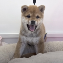 あたちはね〜むちころ美ボディ💗はしゃいじゃうよ〜🌟柴犬の女のコきました✨