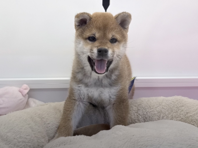 あたちはね〜むちころ美ボディ💗はしゃいじゃうよ〜🌟柴犬の女のコきました✨