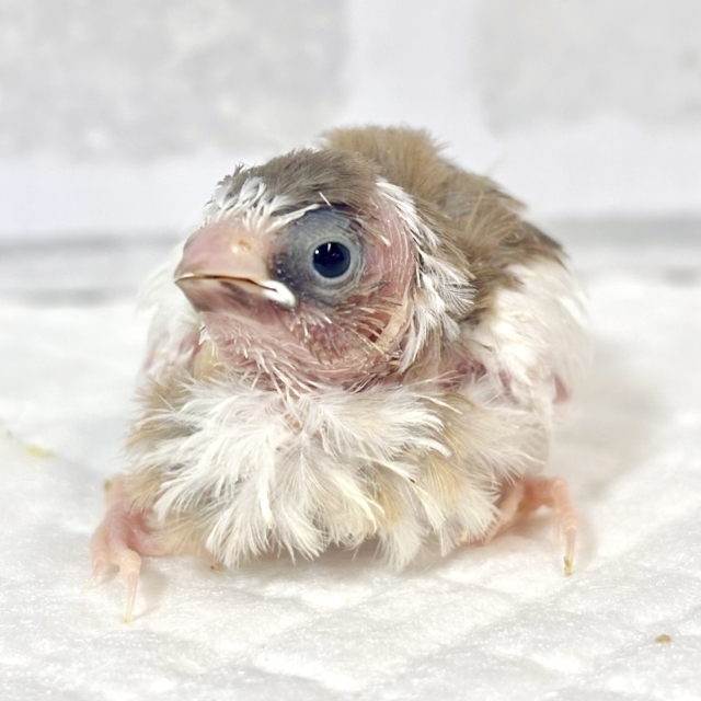 十姉妹 ヒナ 🐥🤎‎🤍