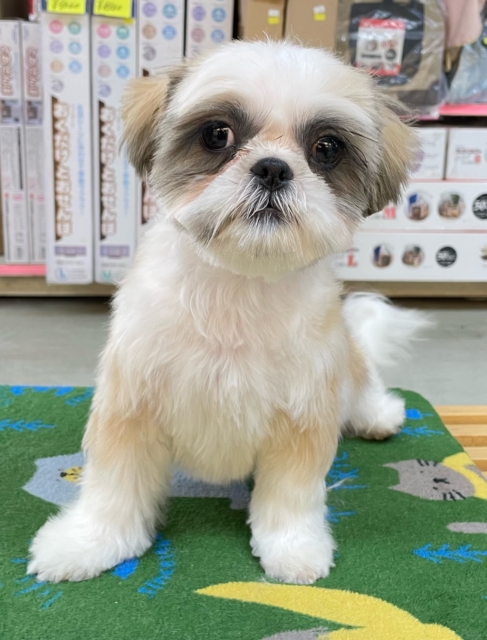 ぶちゃかわ💖シーズー(ホワイト＆ゴールド)‎🤍🥇男の子💙2025年8月30日生まれ