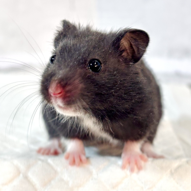 クロクマハムスター 男の子 🐹🖤✧︎*。