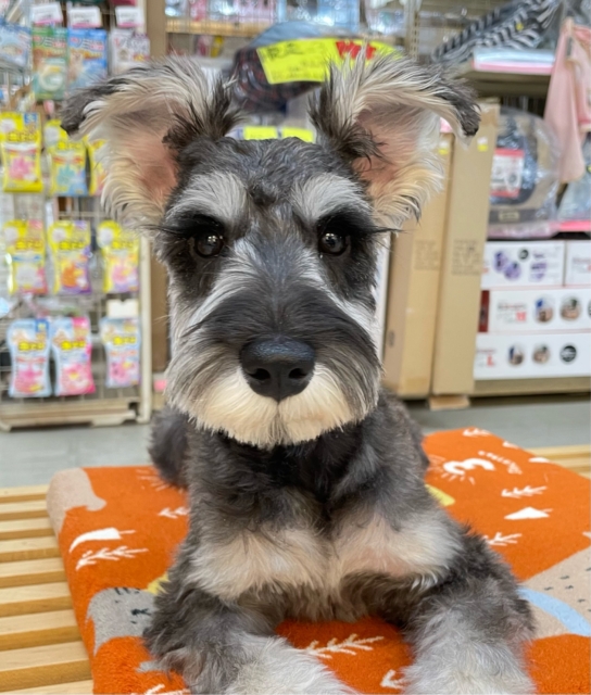 💖いっぱい甘えちゃう💖ミニチュアシュナウザー(ソルト＆ペッパー)‎🤍🩶女の子❤️2025年9月11日生まれ