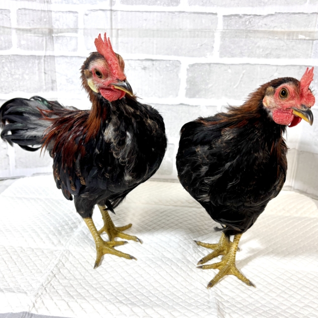 尾曳赤笹チャボ 男の子 2羽 ❤️‪🎋‬🤎⟡.*