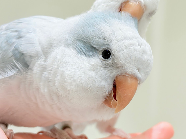 【最新画像更新🪄】甘々ちゃん来ました♡♡♡オキナインコ(ブルーオパーリン)