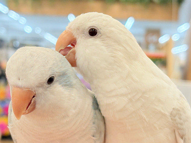 【最新画像更新🪄】慎重派だけど甘ったれ〜🧚‍♀️💖オキナインコ(コバルトパリドオパーリン) ヒナ