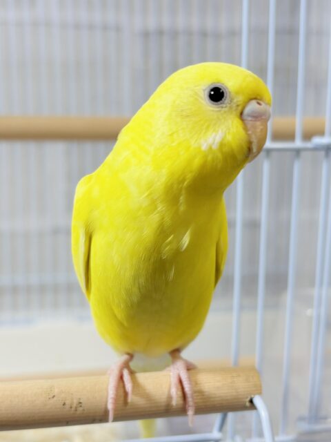 セキセイインコ イエローダブルファクター 🐤💛🌟