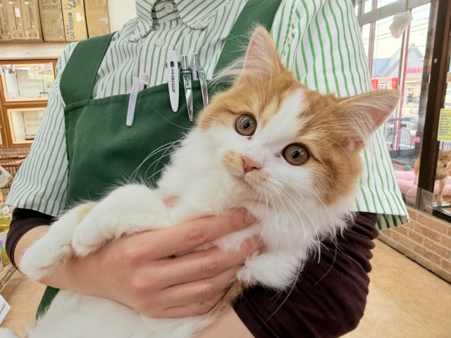 最新画像📸マンチカン（レッドタビー&ホワイト）女の子♪美人さん✨トンネルって楽しいよ🎶