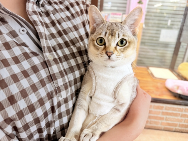 最新画像📸シンガプーラ（セピアアグーティ）男の子♫世界最小の猫ちゃん😼