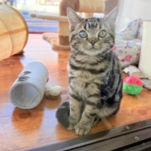 最新画像📸アメリカンショートヘアー（ブラウンタビー）女の子♪キティランデビューしています😼