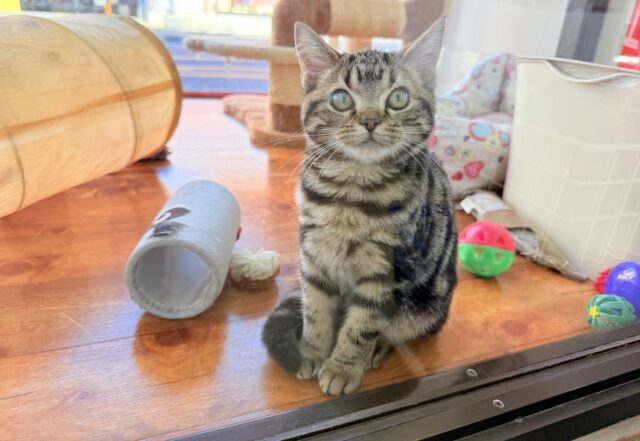 最新画像📸アメリカンショートヘアー（ブラウンタビー）女の子♪キティランデビューしています😼