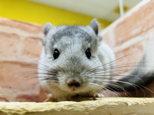 小顔でとっても可愛いチンチラちゃんがやってきましたよ～💗💗💗　（パイド）