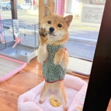 最新画像📸豆柴（赤）女の子♪呼ぶとついてくるよ！