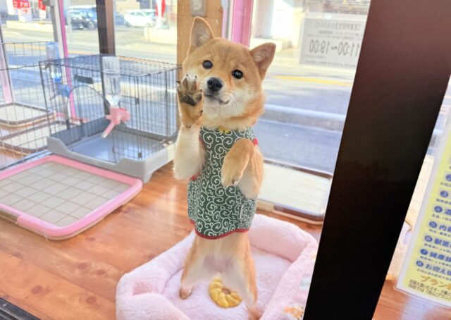 最新画像📸豆柴（赤）女の子♪呼ぶとついてくるよ！