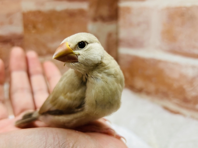 ミルクティーカラーの文鳥さんがやってきましたよ～💛💛💛　シナモン文鳥