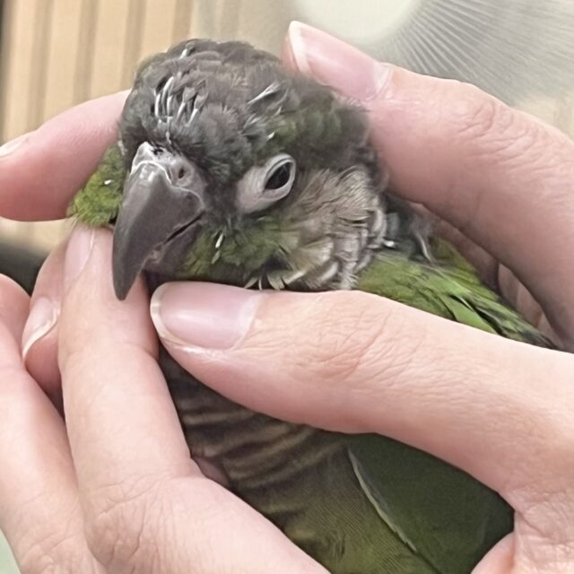 【🆙最新画像あり‼️】モコモコ甘えん坊💓💓　ホオミドリウロコインコ（ノーマル）