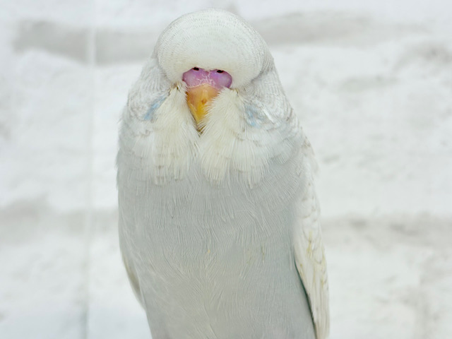 もっふり大臣🐥☁️ジャンボセキセイインコ(スパングル) ヒナ