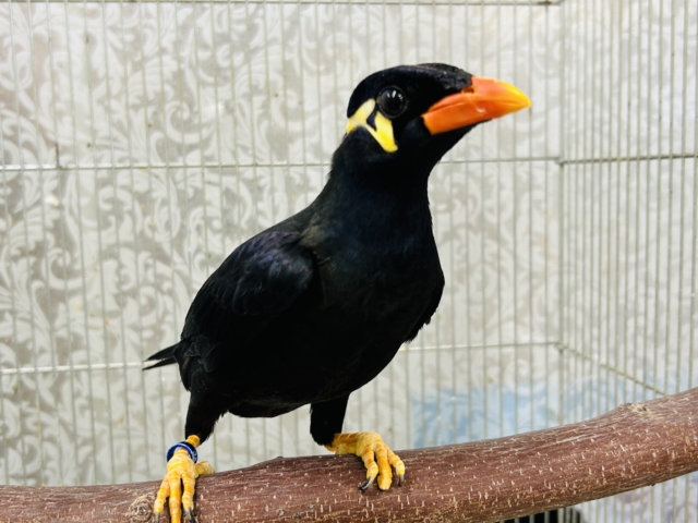 久々に九官鳥がやってきましたよ～⚡⚡⚡⚡