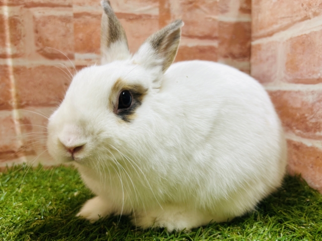 好奇心旺盛✨✨✨　可愛いうさちゃんがやってきましたよ～💙　ネザーランドドワーフ（ブロークン）