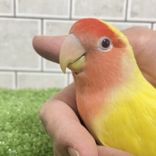 おむ丸ﾎﾟｺﾎﾟｺ🍳 マトリョシか〜❔🪆💫⟡.·コザクラインコ(ルチノー/2025年2月生まれ)