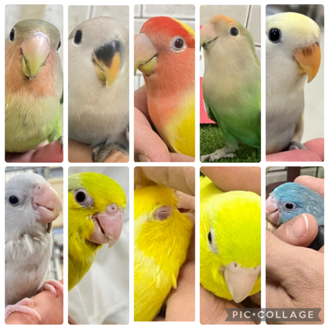 十人十色〜の【マメコザフェア】🌈ᵕ̈*