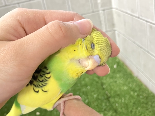 ✨最新画像✨ヒカリが導く🗝✧*｡ピカピカ果実🍋💚🍏セキセイインコ(イエローパイド/2025年12月生まれ)