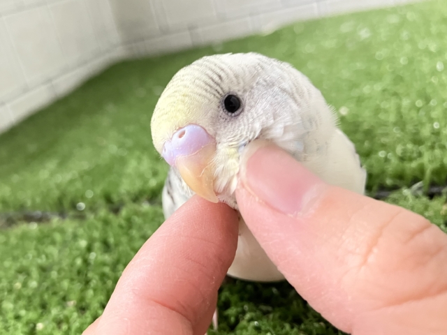 ✨最新画像✨コトコトこっとん💭🧡シチュ〜nano🍲🌼*･セキセイインコ(クリームハルクイン2025年12月生まれ)