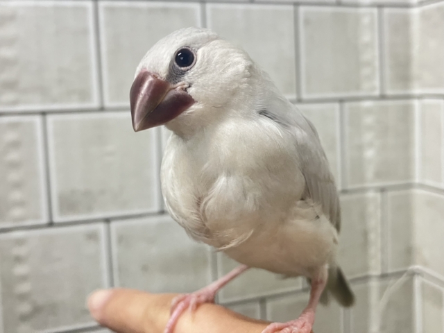 ✨最新画像✨白銀のツバサで🪽🩶ヨーソロー❕⚓️シルバー文鳥(2025年12月生まれ)