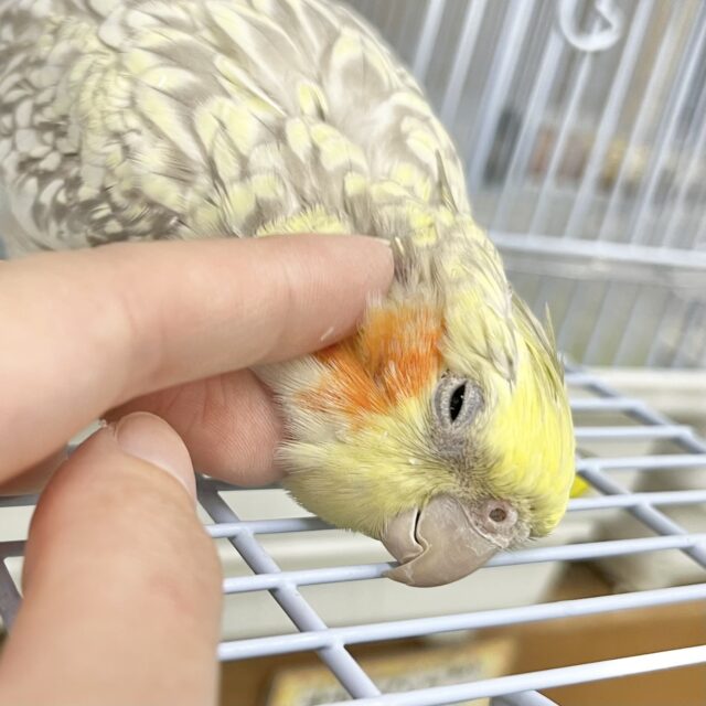 【🆙最新画像あり‼️】無限カキカキ所望します🎶　オカメインコ（シナモンパール）
