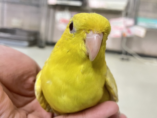 レースdeデコ🎀✧*｡オムレツ星人🛸🍳サザナミインコ(グレイウイングルチノー/2025年8月生まれ)