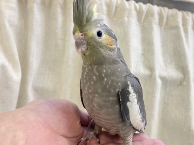 ✨最新画像✨鬼〜のパンツ風のタイツ〜👣⸒⸒🧦　オカメインコ(ノーマル/2025年12月生まれ)