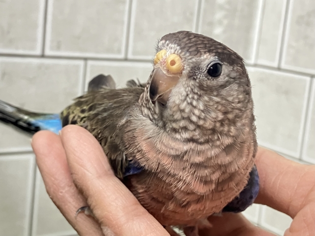 恋のヒミツ❕️Berryにキュン🍓♬.*ﾟアキクサインコ(ノーマル/2025年4月生まれ)