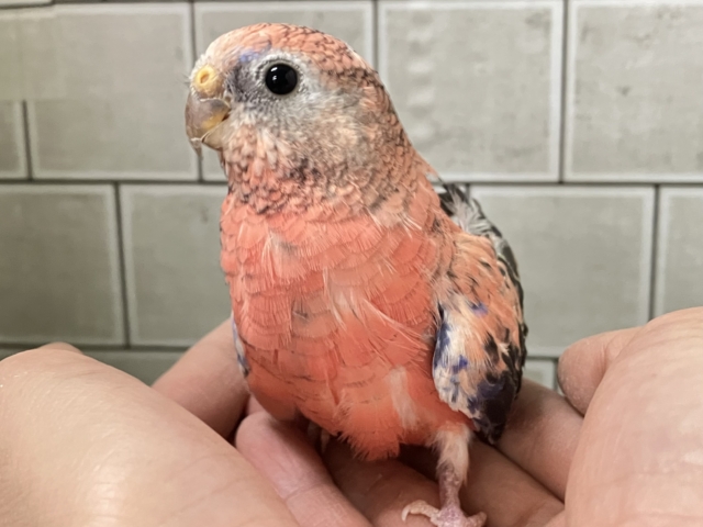 ふわふわふ〜な💭🎀エレガンスPEACH🥀🍑✧*｡‪アキクサインコ(ローズ/2025年2月生まれ)