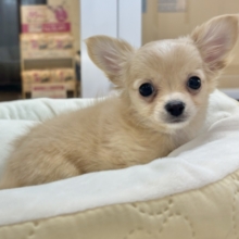 もじもじ嬉しくてついつい出ちゃうのっ♡チワワくん！